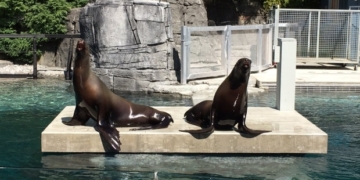 Quebec walruses coming to Vancouver Aquarium