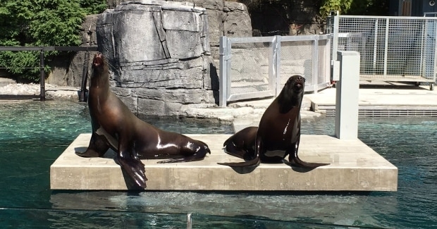 Quebec walruses coming to Vancouver Aquarium
