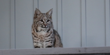 Bobcat pair spotted in southwest Calgary backyard