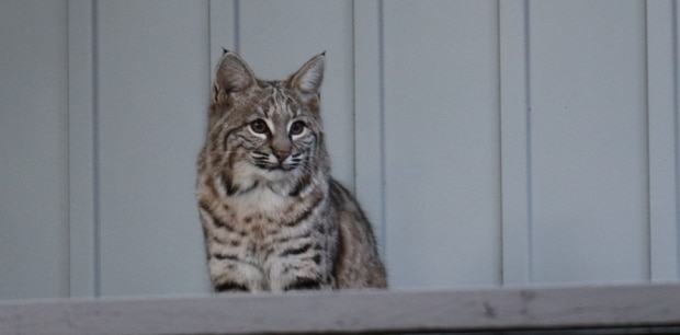Bobcat pair spotted in southwest Calgary backyard