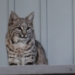 Bobcat pair spotted in southwest Calgary backyard