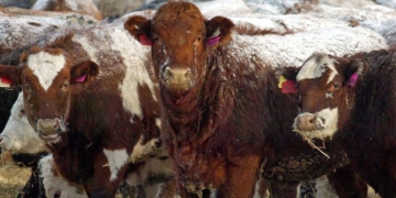 No sign of bovine tuberculosis spread after 2016 cases, CFIA tells Alberta beef industry