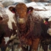 No sign of bovine tuberculosis spread after 2016 cases, CFIA tells Alberta beef industry