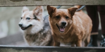 B.C. dog rescue accused of failing to properly vet animals, people in pet adoptions