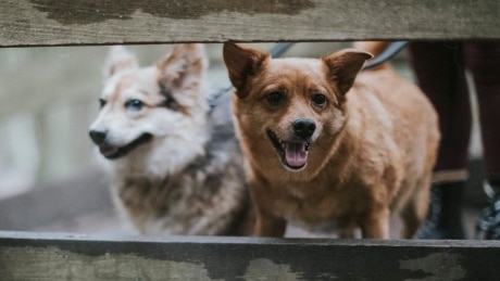 B.C. dog rescue accused of failing to properly vet animals, people in pet adoptions