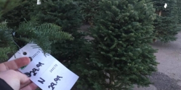 U.S. Christmas tree shortage, but Charlie Brown tree not the only option