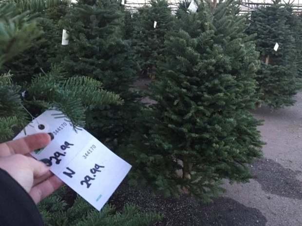 U.S. Christmas tree shortage, but Charlie Brown tree not the only option