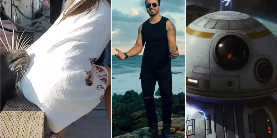 YouTube list reveals Canadians can't get enough of animals, Despacito and Star Wars