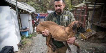 Why are North Americans OK with pork but disgusted by dog meat?