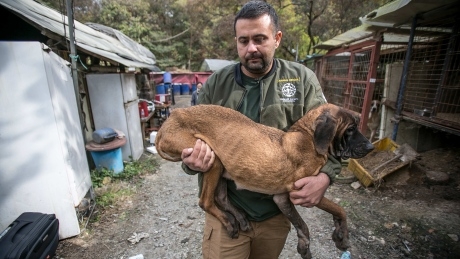 Why are North Americans OK with pork but disgusted by dog meat?