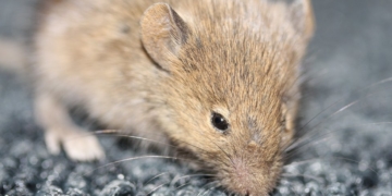 White House logs show problem with ants, mice and cockroaches