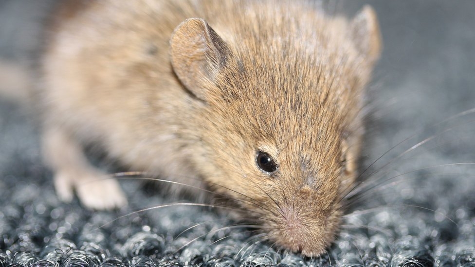 White House logs show problem with ants, mice and cockroaches