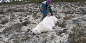 'All of our team was in tears': Video shows polar bear starving in the North