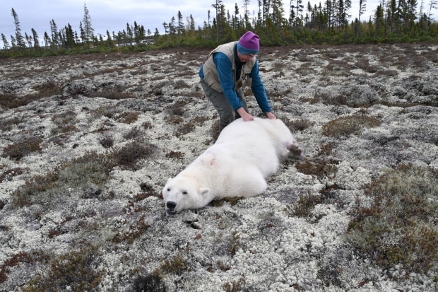 'All of our team was in tears': Video shows polar bear starving in the North