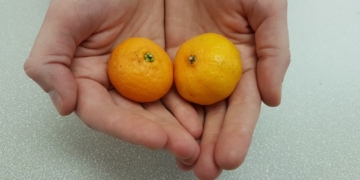 Don't freak out, but there's a mandarin orange shortage this holiday season
