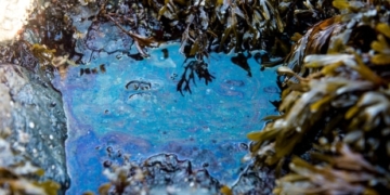 Sailor on watch admits 'I fell asleep' in report on fuel spill off B.C. coast