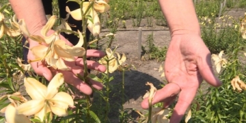 Dry summer leads to big drop in hail insurance claims on Prairies