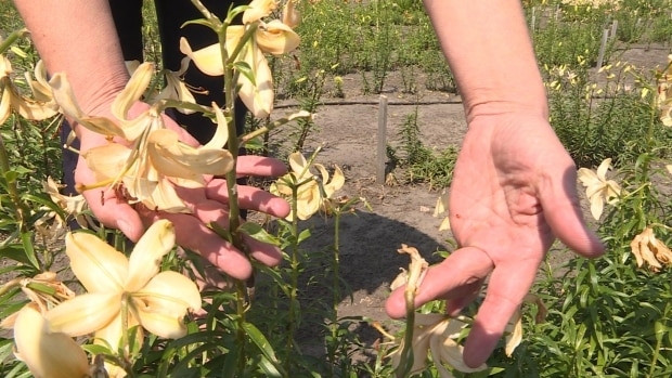Dry summer leads to big drop in hail insurance claims on Prairies