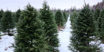 'There's always a Christmas,' says tree grower in face of proclaimed shortage