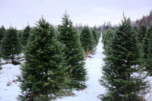 'There's always a Christmas,' says tree grower in face of proclaimed shortage