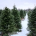 'There's always a Christmas,' says tree grower in face of proclaimed shortage