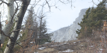 Birdwatchers gather in Waterton to spot signs of recovery after devastating wildfire