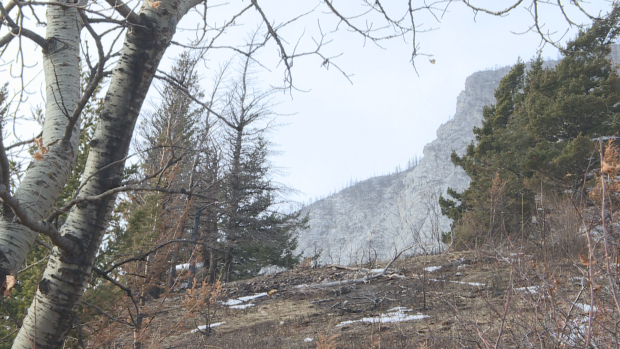 Birdwatchers gather in Waterton to spot signs of recovery after devastating wildfire