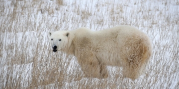 What wind chill and weather warnings really mean, according to a meteorologist