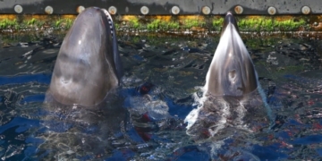 Necropsy suggests Chester the false killer whale died from infection