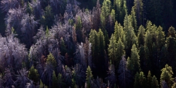 Lake Louise ski resort pleads guilty to cutting down endangered trees