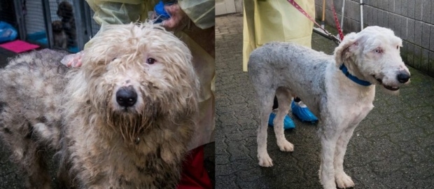 Charges laid in one of largest puppy mill seizures in B.C. history