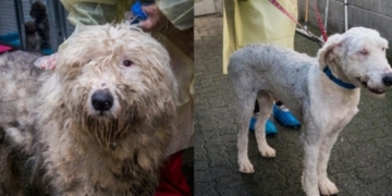 Charges laid in one of largest puppy mill seizures in B.C. history