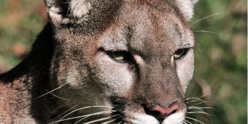 Students kept indoors following unconfirmed Nanaimo cougar sighting