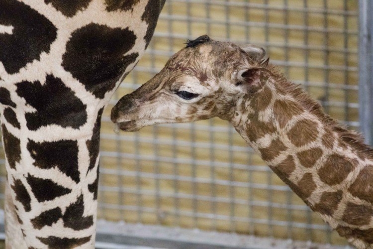 New giraffe born at New Orleans species survival center