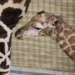 New giraffe born at New Orleans species survival center