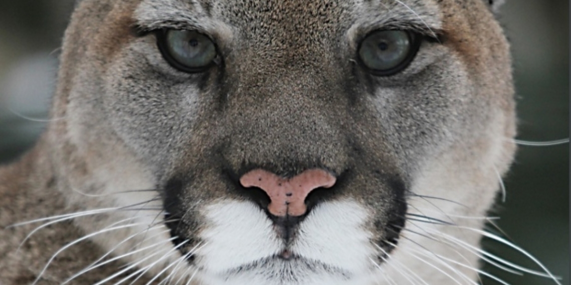 Cougar hunt in Alberta sparks debate among scientists, hunters and activists