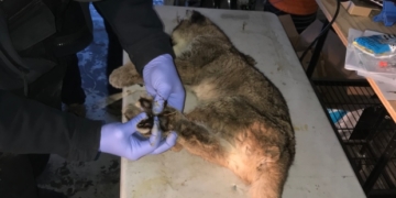 Orphaned baby cougar finds temporary home in conservation officer's garage