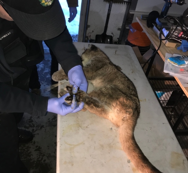Orphaned baby cougar finds temporary home in conservation officer's garage