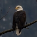 Volunteers see increase in bald eagles at Brackendale, defying 10-year decline