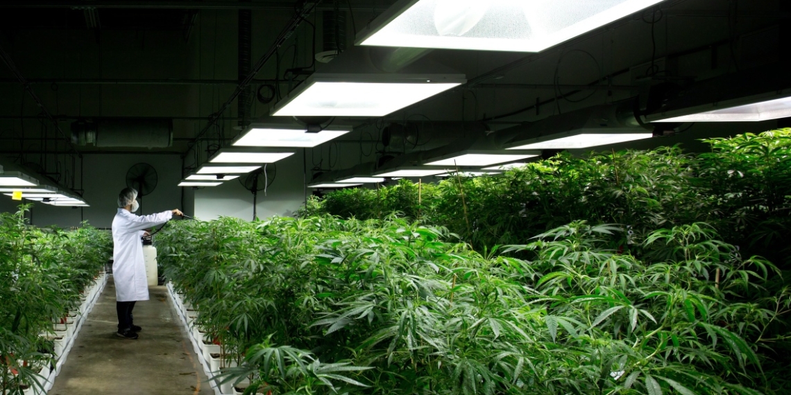 More research needed on pot use and hard-drug withdrawal symptoms, says former B.C. health minister