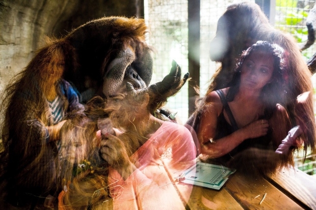 This orangutan inspired a Vancouver actress' role in Planet of the Apes