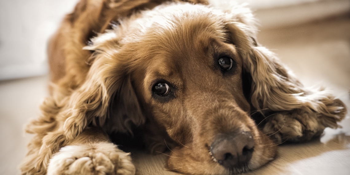 Petition pushes for food stamps for pets