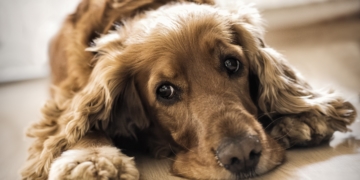 Petition pushes for food stamps for pets