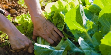 Project that matches young farmers with land gets funding boost