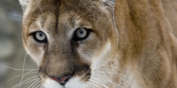 RCMP dashcam catches cougar sneaking past Banff traffic stop