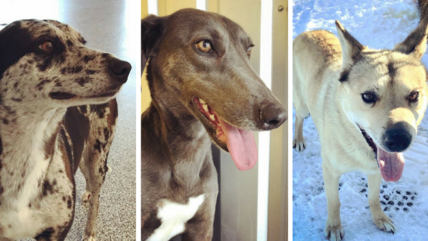 7 dogs recovering in Calgary after being found abandoned in rural Saskatchewan