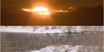 Calgary's winter population of geese and other birds getting bigger â€” much bigger