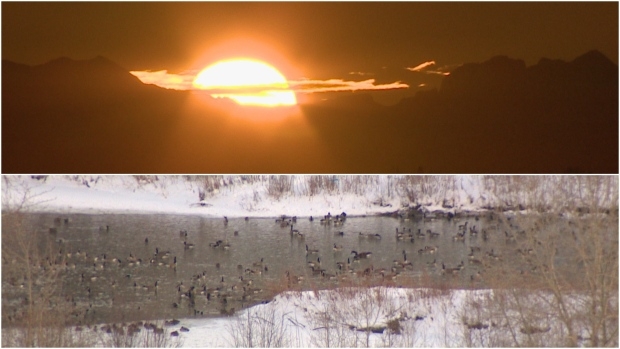 Calgary's winter population of geese and other birds getting bigger â€” much bigger