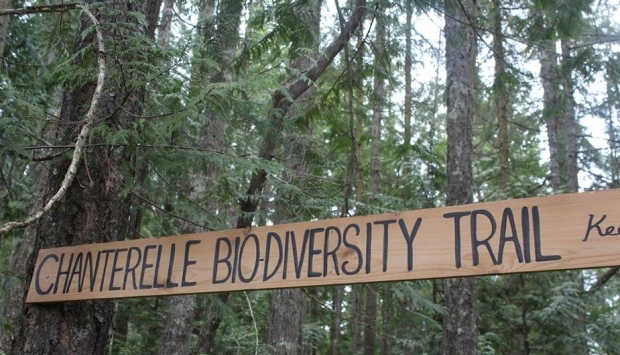 Logging injunction to be lifted in forest popular with mushroom pickers