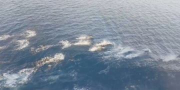New Year's Day dolphin pod thrills B.C. ferry passengers